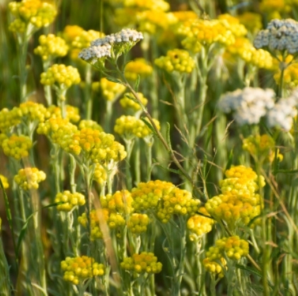 Helichrysum Essential Oil Africa 3